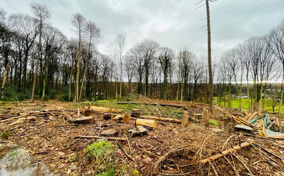 Herrenstrunden'deki hasarlı orman alanı
